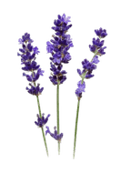 Lavender - png ฟรี