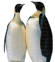 penguin10 - PNG gratuit