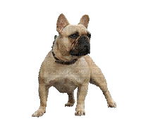 Bulldog Francês - Bezmaksas animēts GIF