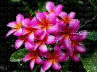 flower - GIF animado gratis