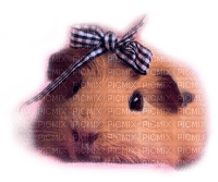Y.A.M._Animals Guinea pig - png gratis