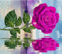 rosas - Ingyenes animált GIF