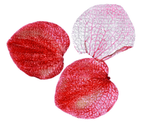 rose petals - gratis png