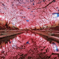 Rena Kirschbäume pink Hintergrund - zdarma png
