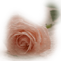 Роза; декор - PNG gratuit