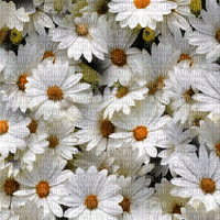 flower background - GIF animado grátis