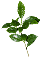 Tube Plante Verte - kostenlos png