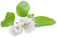 White Apple Blossom - Free PNG