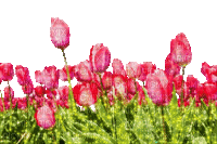 red tulips - Zdarma animovaný GIF