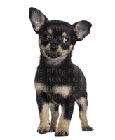 Chihuahua - besplatni png