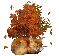 fox Nitsa - Darmowy animowany GIF