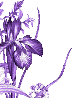 purple milla1959 - Ücretsiz animasyonlu GIF