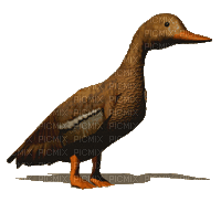 Nina duck - 無料のアニメーション GIF
