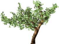 Tree - png grátis