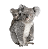 Koala - gratis png