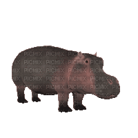 Hippopotamus - Nemokamas animacinis gif