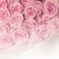 Background Roses - Free PNG
