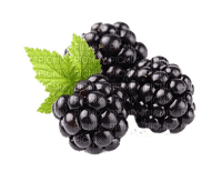 Brombeeren, blackberries - PNG gratuit