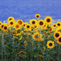 sunflowers - zdarma png