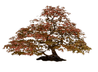 Осень-дерево. - ücretsiz png