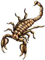 scorpion - безплатен png