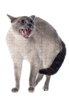 angry cat - PNG gratuit