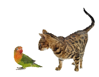 oiseau & chat-bird-cat