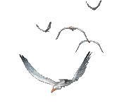 Kaz_Creations  Birds Bird Animated Seagulls
