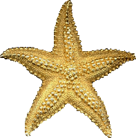 star fish - Gratis animeret GIF