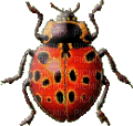 coccinelle - Free animated GIF