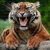 tigre en colère - gratis png