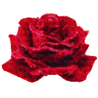 red rose velvet - Darmowy animowany GIF