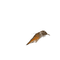 Птица - Nemokamas animacinis gif