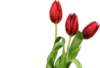 blommor--flowers--tulips-red--röd - gratis png