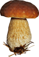 Mushroom - Bogusia - nemokama png