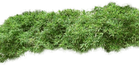 Pflanze - ücretsiz png