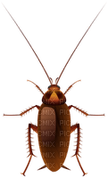 cockroach - PNG gratuit