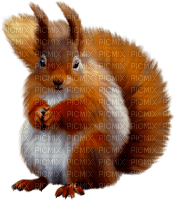 Squirrel.Brown.White - δωρεάν png