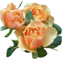 orange roses orange rose - PNG gratuit