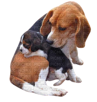 maj beagle - gratis png