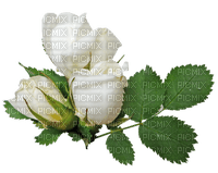 rosas blancas dubravka4 - Free PNG