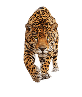 jaguar bp - ücretsiz png