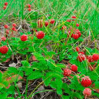 Y.A.M._Summer Strawberry background - darmowe png