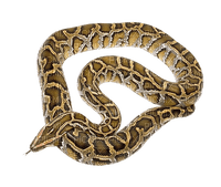 Kaz_Creations Snake - png gratuito