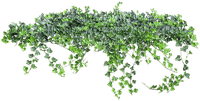 PLANT - 免费PNG