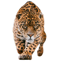 jaguar - ilmainen png