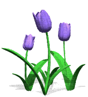 kinoto. animado. tulipanes - Zdarma animovaný GIF