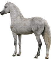 häst-----horse - PNG gratuit