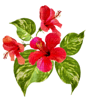 Flowers.Red - nemokama png