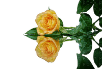 flower,rose - 無料png